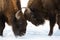 Close-up of two European bison males fighting over territory