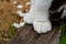 Close up two feline white paws of a sitting cat on wooden gray bars