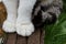 Close up two feline white paws of a sitting cat on wooden gray bars