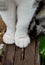 Close up two feline white paws of a sitting cat on wooden gray bars