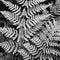 Close up of two Fern leaves