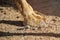 Close up of the two finger camel feet walking in the hot desert