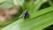 Close up of a two flesh flies mating on a green leaf