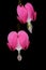 Close-up of two flowers of the watery heart Lamprocapnos spectabilis hanging from one another in front of a dark background