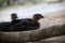 Close up of two free ranging peeps of chicks with black feathers