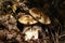 A close up of two fused together Boletus edulis f. betulicola (king bolete, penny bun, cep, porcino, porcini)