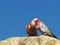 Close up of two galahs preening in wa