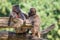 Close-up of two Gelada baboon monkeys sitting on an old tree