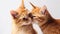 Close up of two ginger cat kissing each other on white background. Generative AI.