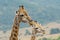 Close-up of two giraffe with head and neck, African savannah in background, funny looks