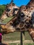 Close up of two giraffes at zoo