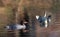 Close-up of two goosander (common merganser) females swimming in water