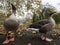 Close-up of two gooses