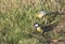 Close up two Great tit, Parus major birds on lush geen grass, selective focus, copy space