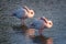 Close up of two Greater Flamingos Phoenicopterus roseus sleeping in the Camargue, Bouches du Rhone, France
