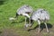 Close up of two Greater Rhea\'s