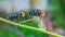 Close up of two green flies perched on a branch.