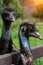 Close-up on two heads of black wild ostriches and a large beak, red eyes and a long neck. wild animals and rare species from the