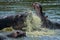Close-up of two hippo splashing each other