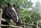 Close-up Of two Horses