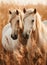 Close-up of Two horses in a autumn dry grass