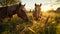 Close-up of Two horses grazing in the meadow at sunset