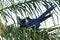 Close up of two Hyacinth macaws perched in a palm tree