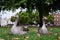 close up of two inquisitive geese sitting on grass in park