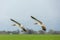 Close up of two isolated flying Greylag Geese, Anser anser, in gliding flight