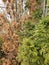 Close up two Italian Cypress trees, one orange with winter foliar damage