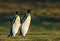 Close up of two King penguins walking on grass