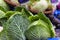 Close up of two large heads of cabbage