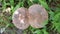 Close up, Two Large Poisonous Mushrooms Grow in Thick Green Grass in the Forest