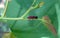 Close up of a two lined spittlebug in Missouri