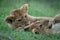 Close-up of two lion cubs playing in grass