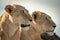 Close-up of two lioness heads facing right