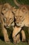 Close-up of two lionesses walking on grass