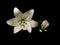 Close-up of two lying flowers, a white lily lilium asiatic white and a white lisianthus , isolated on a black background