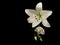 Close-up of two lying flowers, a white lily lilium asiatic white and a white lisianthus , isolated on a black background