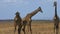 Close up of two male giraffe headbutting to establish dominance as a third watches on in masai mara game reserve