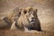 Close-up of two male lions lying in the grass