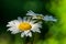 Close up of two marguerite flowers in sunlight