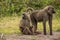 Close up of two monkeys on safari in Africa