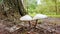 Close up of two mushrooms