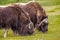 Close up of two Musk Oxen feeding on grass.