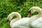 Close up of two Mute Swans Signus olor