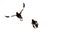 Close up Two Mynah Bird Flying and Jumping in The Air Isolated o