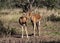 Close Up of Two Nyala Antelope in Natural Bushy Vegetation