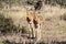 Close Up of Two Nyala Antelope in Natural Bushy Vegetation