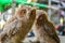 Close up of two owls against a blurred background.